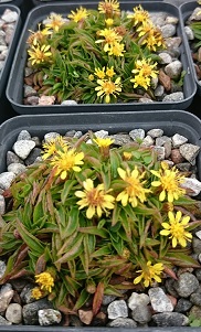 Solidago virgaurea ssp minima - 8cm pot 